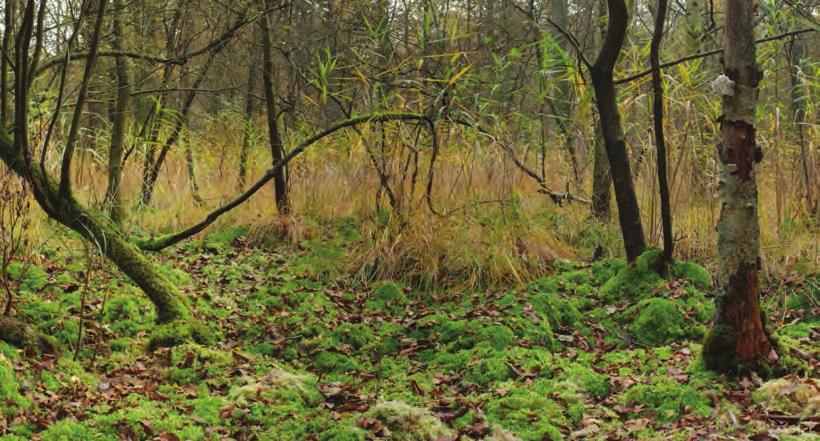 Een triootje van kleine zeggensoorten in Sevendonk Luc De Keersmaeker Globaal beeld van het berken-elzenbos in Sevendonk, met kussens van gewimperd veenmos op de voorgrond en riet en pijpestro