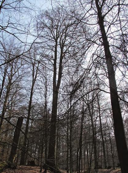 Boomhoogtes van meer dan 45 en zelfs 50 meter duiken daarbij regelmatig op.