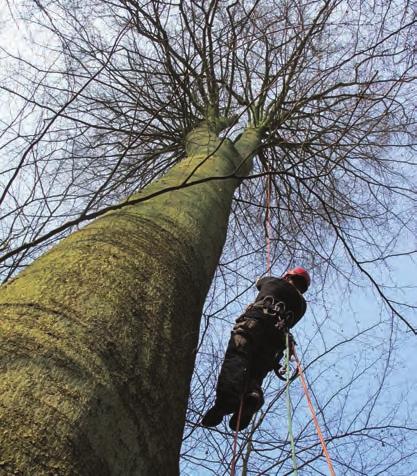 en die bevond zich al op ruim 15 meter hoogte. Daarna kon een klimtouw over de vork worden getrokken en konden de professionele klimmers eindelijk den boom in.