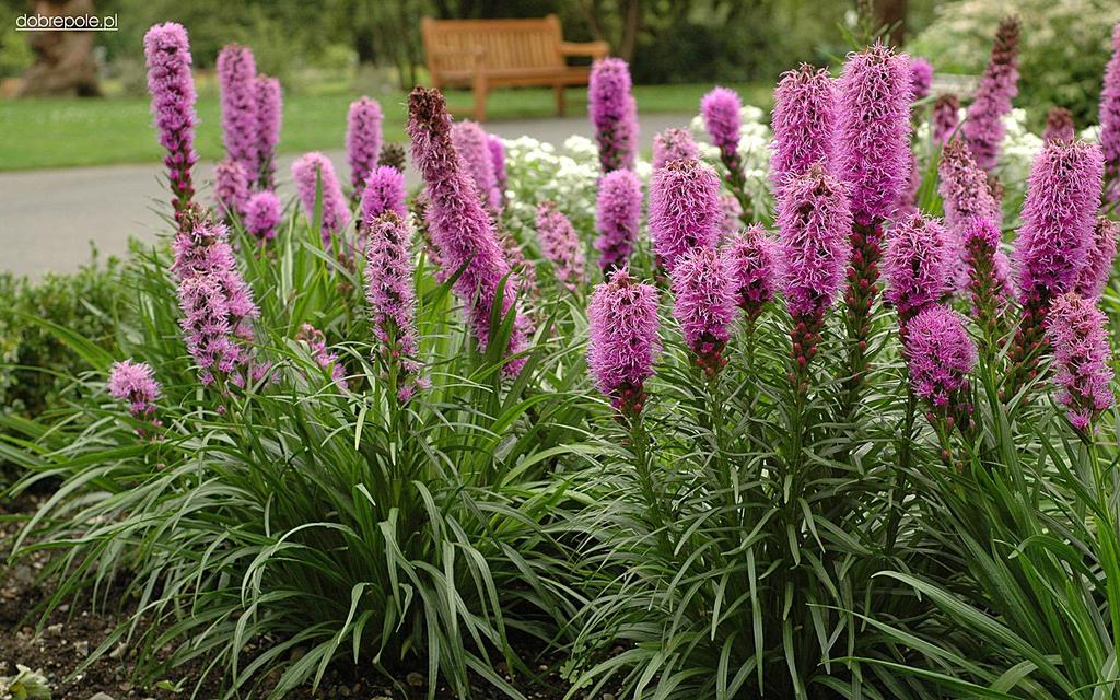 Liatris spicata