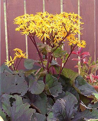 Ligularia