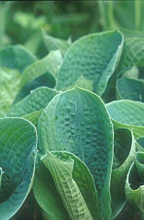 Hosta Elegans Zeer groot