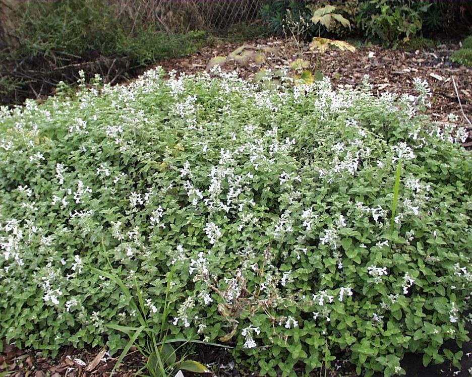 bloemen Nepeta racemosa