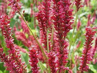 Andere Persicaria affinis-rassen Persicaria affinis Border Jewel Donkergroen blad, mooie