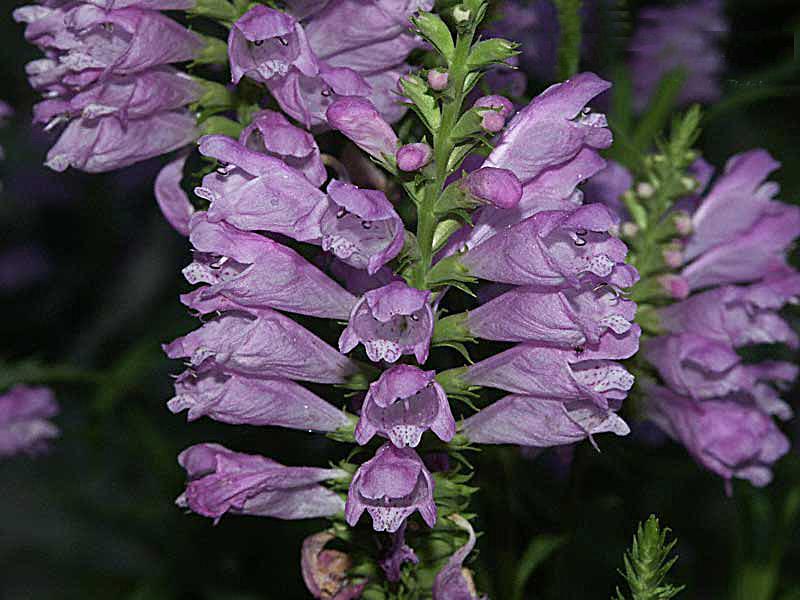 Physostegia virginiana Bouquet Rose De plant dankt zijn naam Scharnierbloem aan het