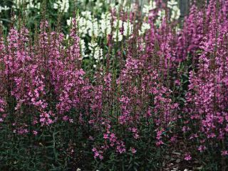 andere Physostegia virginianarassen