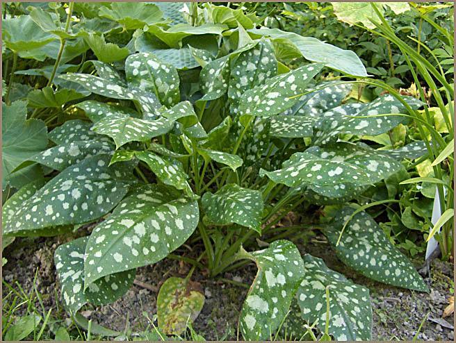 Pulmonaria saccharata Mrs Moon Ruw