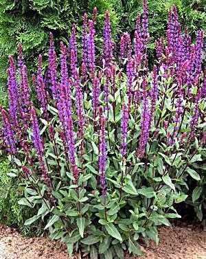 Salvia nemorosa Ostfriesland salie