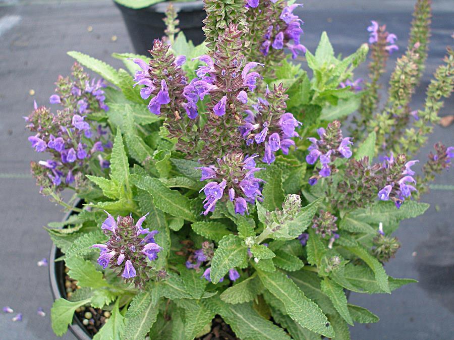 Salvia nemorosa Ostfriesland Klein gezaagd blad