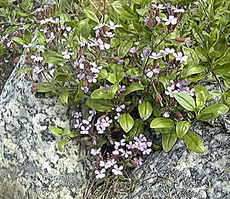 Saponaria ocymoides Paars-rode