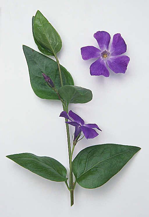 Vinca major major = groter De plant is veel groter dan de