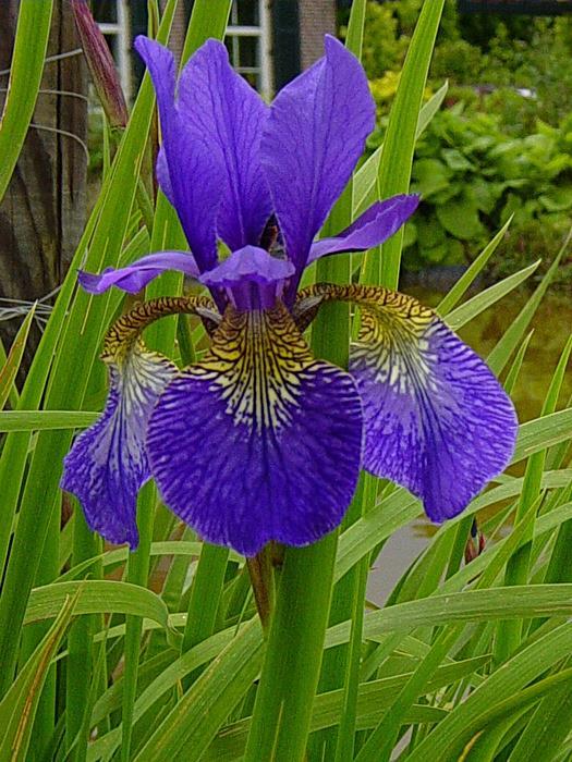 andere Iris