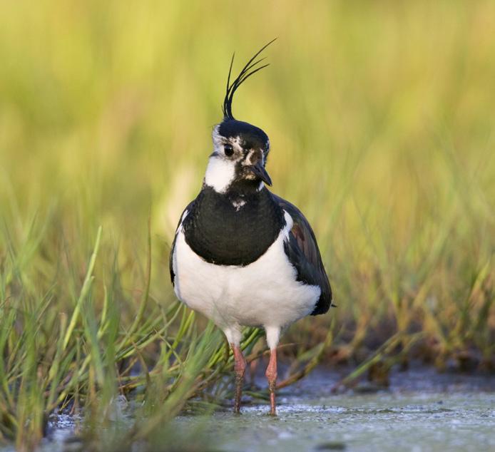 Het boerenland, het dorpsgroen, het zandpad naar de hei. Het is de gewone leefomgeving die Drenthe bijzonder maakt.