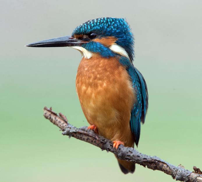 Groene knopen, rode draden In samenwerking met Landschapsbeheer Groningen en Landschapsbeheer Friesland hebben vrijwilligers in de drie noordelijke provincies tientallen boomgaarden aangelegd,