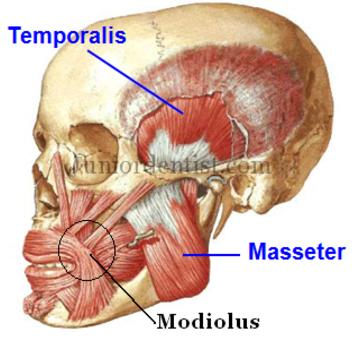 operatie aan de mandibula. Van de zes spieren zijn vier spieren, wegens hun anatomische ligging, met name belangrijk, namelijk de m. nasalis, m. levator labii superioris alaeque nasi, m.