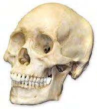 Craniale osteopathie is niet zomaar de schedel Centraal neurologische Osteopathie In