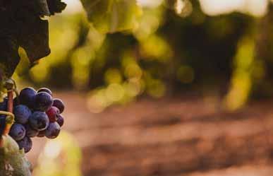 Weelderig fruit en indringende aroma s zijn de kenmerken van deze appellatie, waarvan veel wijngaarden in het zicht van de Gironde liggen.