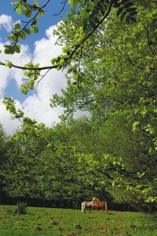 grasland, struweel en bosschages, in stand gehouden door grazers, wordt dan dus ook geen praktijk.