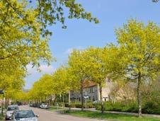 In de toekomst moet de Heerstraat dé groene loper zijn die de gemeente van noord naar zuid met elkaar verbindt.