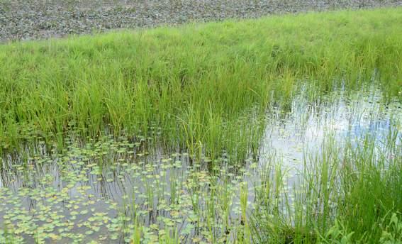 Voor zover planlocaties binnen het Natuurnetwerk Nederland, het weidevogelleefgebied, Natura 2000 of andere beschermde natuurgebieden liggen, worden de effecten op deze beschermde natuurgebieden