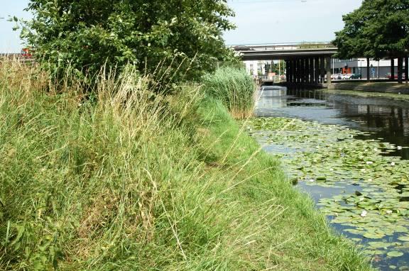 en de rugstreeppad komen achtereenvolgens aan de orde: De