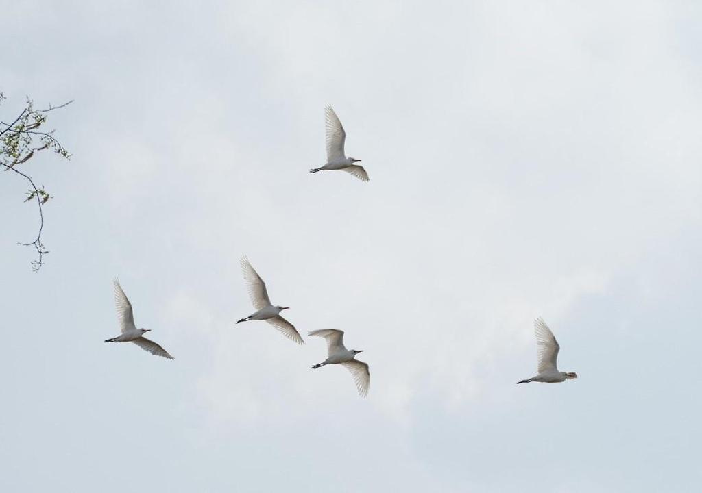 Koereiger 16-04- t/m 17-04-2016: In de ochtend van 16 april werden maar liefst 5 Koereigers ontdekt op het Beuven.