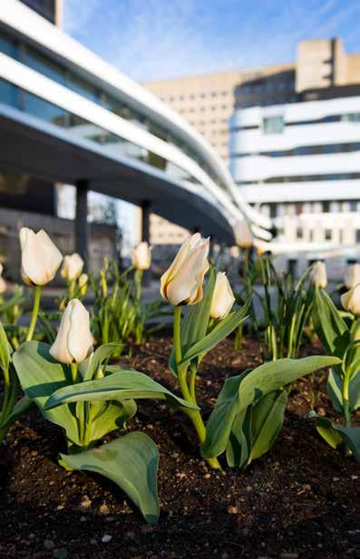 info voor artsen Inwendige geneeskunde Theoretische opleiding en