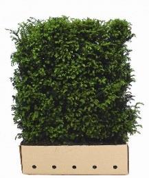 baccata Taxus; venijnboom If commun European yew 150,, 180 20