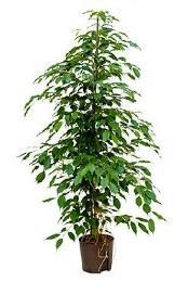 cm 220 20 kamerplant PLK-K-007 Ficus benjamina