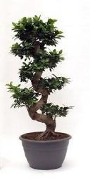 tot 150 15 kamerplant PLK-K-009 Ficus