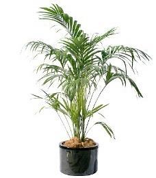 Palm kentia (howea forsteriana) Kentia palm Palmier kentia Kentia palm 150 cm palm met 10
