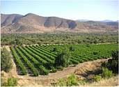Wijnland Chili Natuurlijke begrenzing Lang en smal Irrigatie