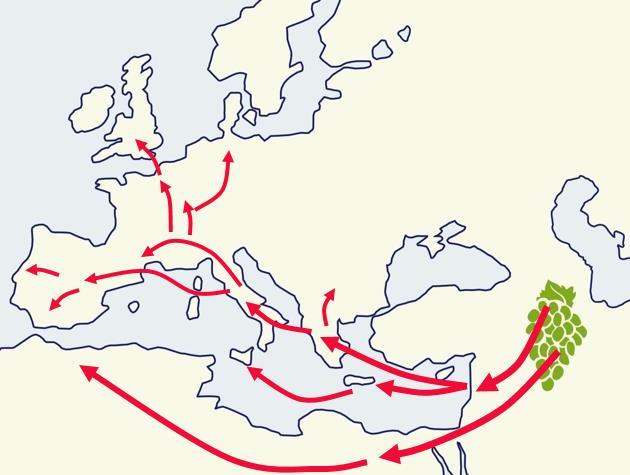 Geschiedenis van de wijn 6000 v Chr.