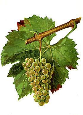 Belangrijkste druivenrassen Wit Chardonnay Sauvignon Blanc