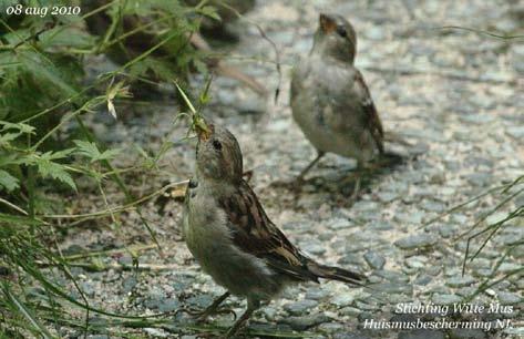 Tegenwoordig zijn het meestal enkele inwoners die een voerplaats voor vogels