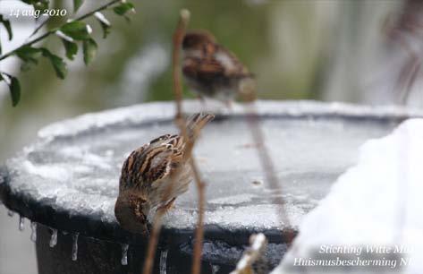 Vaak worden hiervoor vogelbadjes gebruikt, maar ook dakgoten waar water in blijft staan, visvijvers, slootkanten, regentondeksels, regenwaterplassen en meer van dergelijke