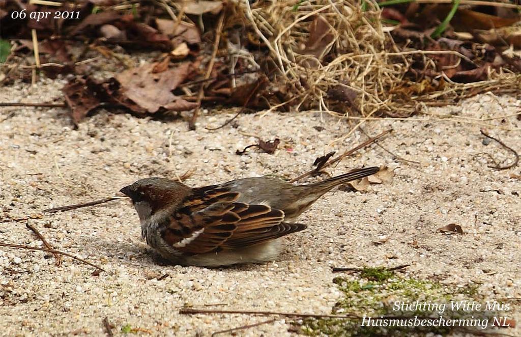 04 juli 2016 versie 8 Stichting Witte Mus Huismusbescherming Nederland House Sparrow Conservation Holland participator to WGUS 9.