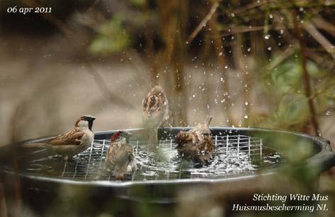 Nederland House Sparrow