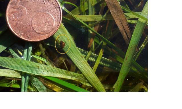 - Ondiep (tot 10-15cm), stilstaand, zuurstofrijk water (poelen) - Grotere plassen, op glooiende overgangen tussen droge en natte gebieden en soms buiten het water op de modder - Kwelzones aan de voet