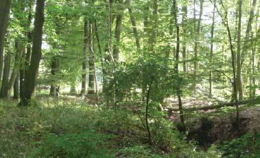 Een aaneengesloten Veluwe. Open plekken zoals heides en zandverstuivingen vormen eigen werelden omsloten door bos.