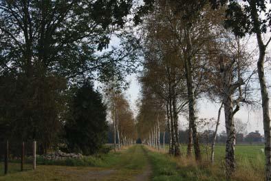 Wees zuinig op bestaande laanstructuren Handreikingen Wees zuinig op bestaande erfbeplanting en houtwallen Onderhoud de houtwallen (en