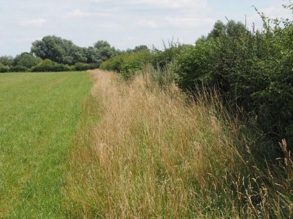 pleksgewijze bestrijding van akkerdistel, ridderzuring, cobskruiskruid en panse duizendknoop en van ongewenste houtsoorten (Amerikaanse vogelkers, Amerikaanse eik en Robinia) middels een