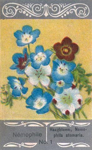 80 stijve geschilderde plaatjes van bloemen en groenten (50 x 80 mm), met opmerkelijke laat-jugendstil decoratie; titelopdruk in Frans en Nederlands.