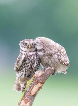 VLAAMS DRIEMAANDELIJKS TIJDSCHRIFT VOOR ORNITHOLOGIE l OKTOBER-NOVEMBER-DECEMBER 2016 l JG 82 l NR 4 NATUURPUNT l COXIESTRAAT