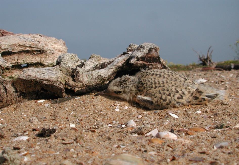 INHOUDSOPGAVE DANKWOORD 8 INLEIDING 9 AANLEIDING VOOR DIT RAPPORT 9 KUSTBROEDVOGELS IN NATURA 2000 DELTAWATEREN 10 VERANTWOORDING 10 TRENDS KUSTBROEDVOGELS 11 NOODZAAK TOT MAATREGELEN 16 HET KADER 18