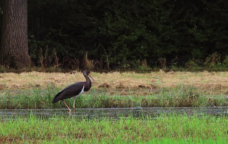 DeWalkforNature2017Getekomtpreciesoptijd.Indezestreek isvanonderuitenvanuitdelokalenatuurpunt-afdelingende laatstetweedecennianatuurbehoudduidelijkinbeweginggezet.