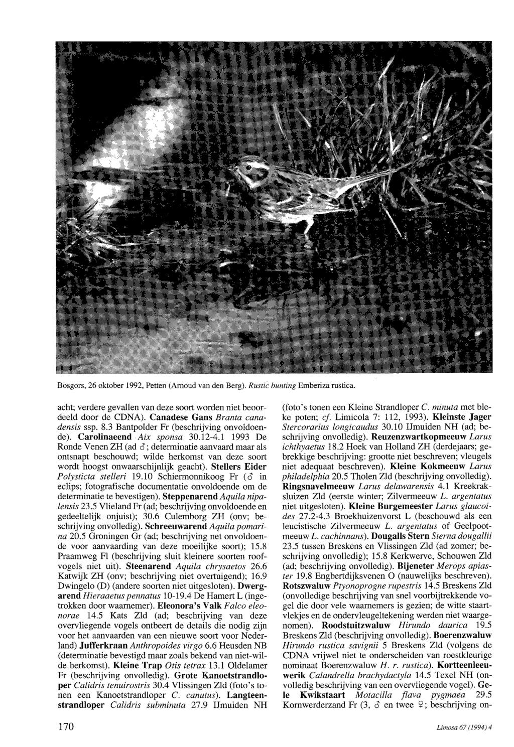 Bosgors, 26 oktober 1992, Petten (Arnoud van den Berg). Rustic bunting Emberiza rustica. acht; verdere gevallen van deze soort worden niet beoordeeld door de CDNA).