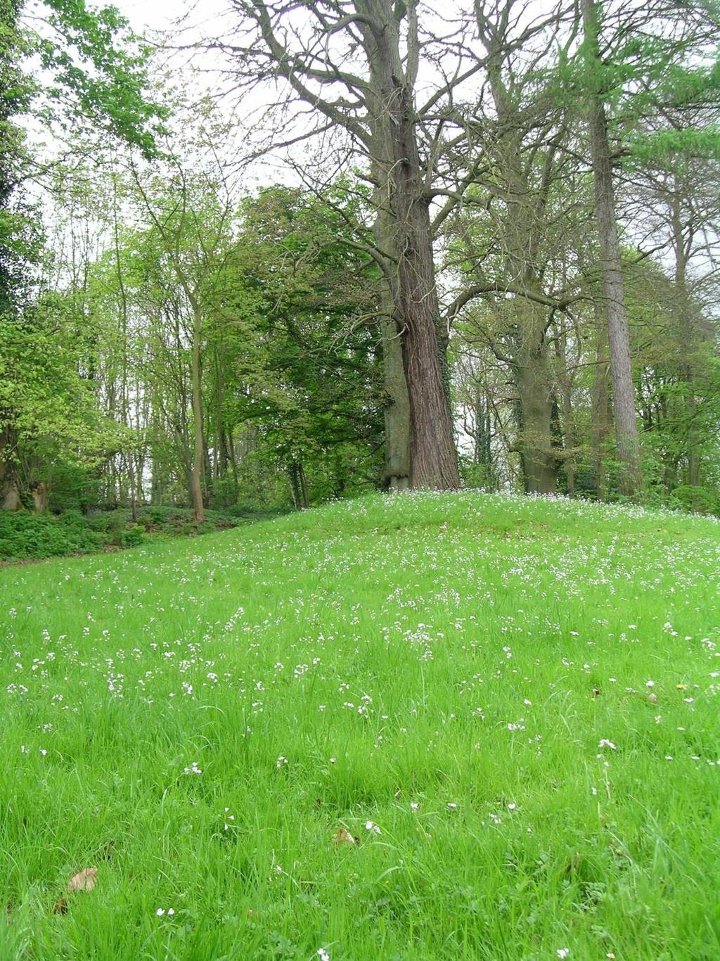 Klasse der matig voedselrijke (vochtige) graslanden (Molinio-Arrhenatheretea) = de meeste gewone graslanden, ook in