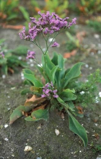 springvloed, stormvloed) meest doorlevende kruiden