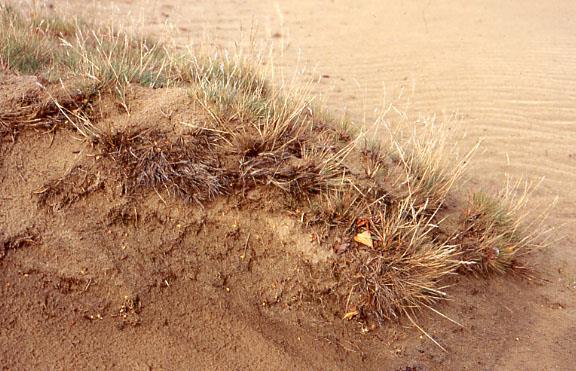 Klasse der droge graslanden op zandgrond Buntgrasverbond : pioniervegetatie stuivend